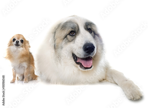 Fototapeta Naklejka Na Ścianę i Meble -  Pyrenean Mountain Dog and chihuahua
