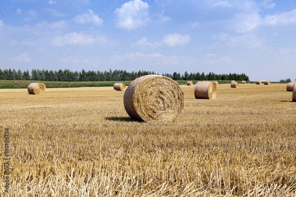 Fototapeta premium harvesting cereals. bales 