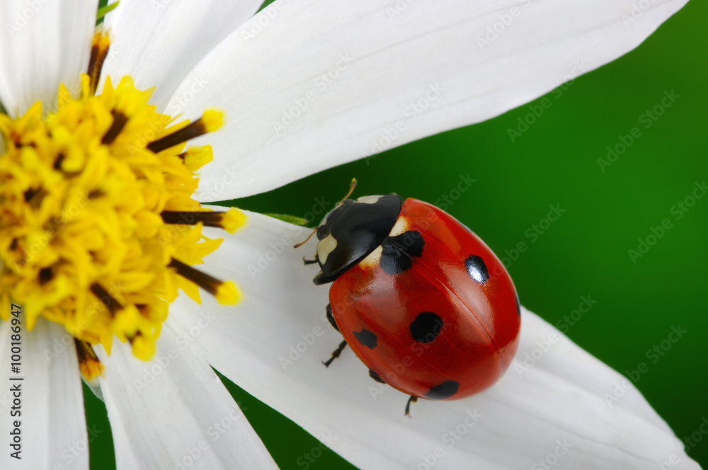 Naklejka premium Ladybug