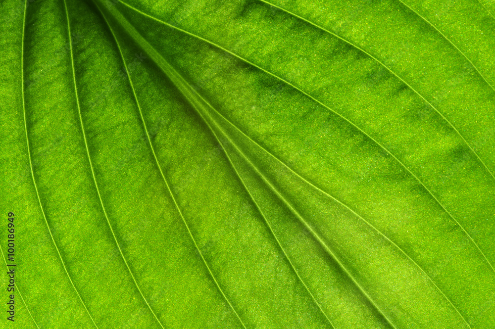 green leaf texture green leaf texture