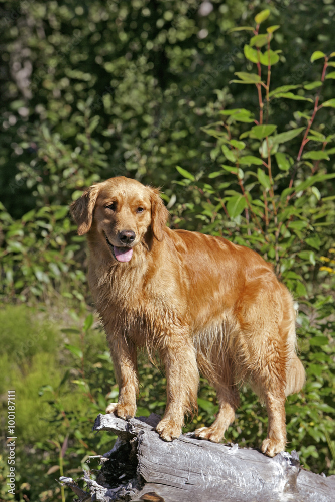 Obraz premium Golden Retriever standing on log
