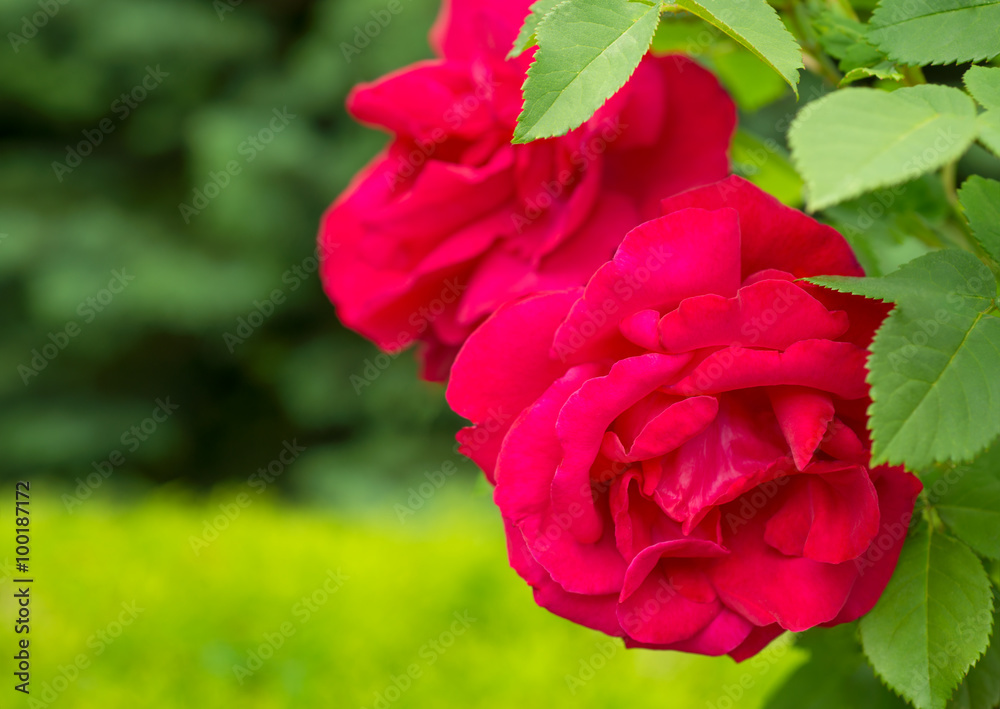 Flowers red roses Flowers red roses