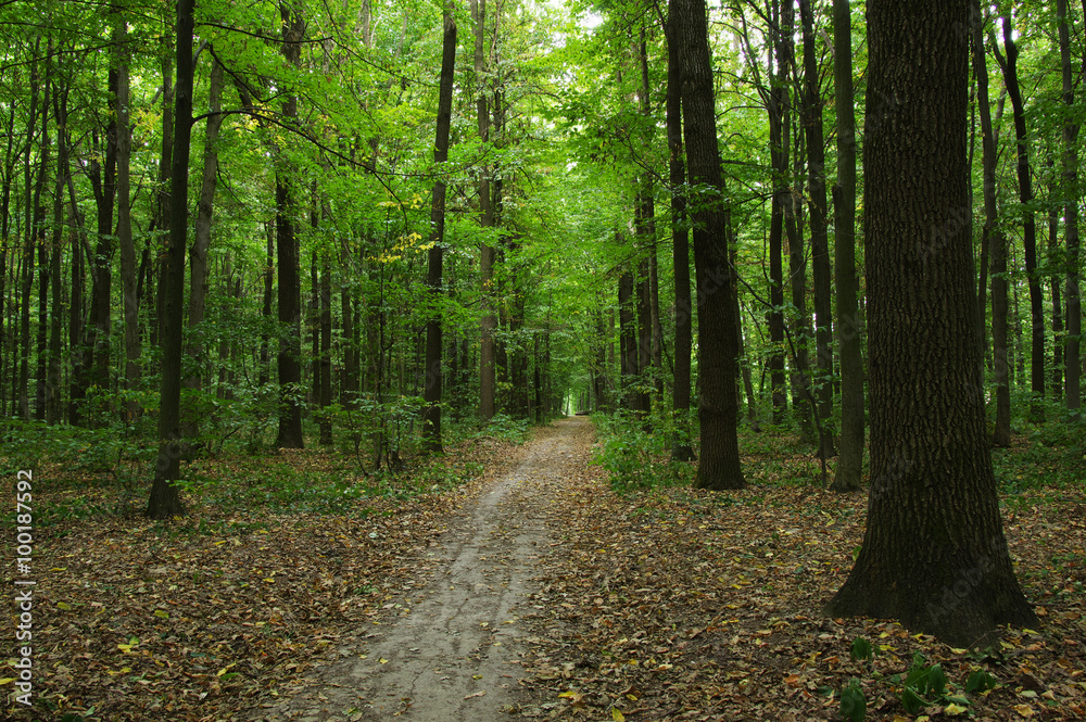 Trees Trees