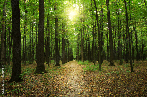 Fototapeta Naklejka Na Ścianę i Meble -  Forest with sunlight