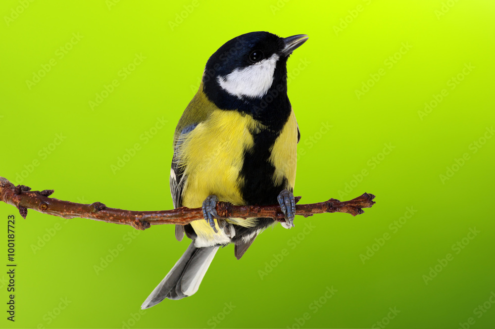 Naklejka premium Great tit