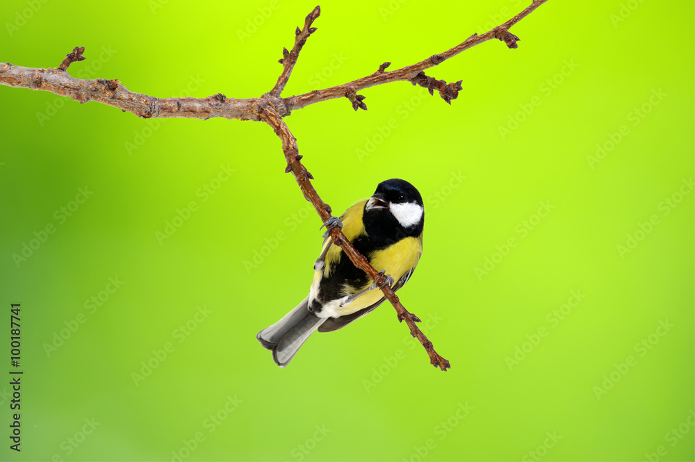 Naklejka premium Great tit