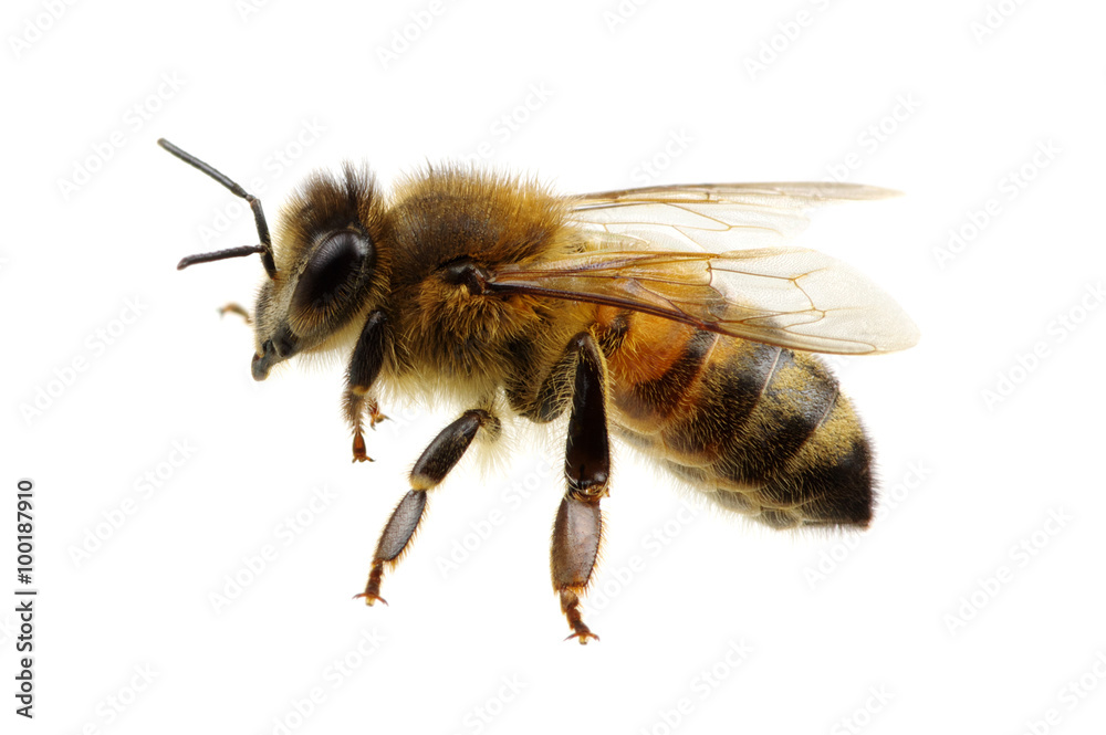 bee bee