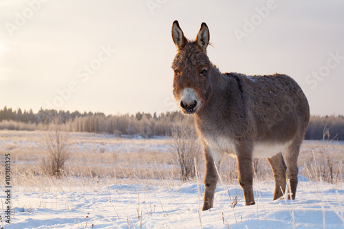 gray donkey