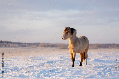 Fotografie, Obraz welsh pony at winter