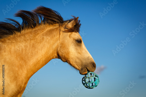 Fototapeta Naklejka Na Ścianę i Meble -  welsh pony with toy