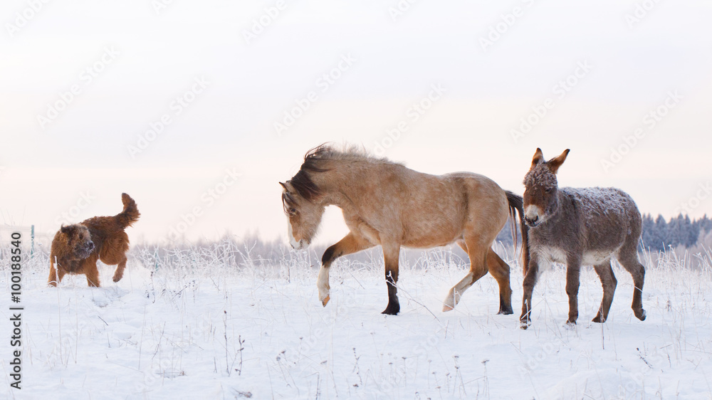 welsh pony, donkey and dog welsh pony, donkey and dog