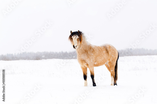 Fototapeta Naklejka Na Ścianę i Meble -   welsh pony at winter