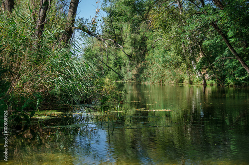 Fototapeta Naklejka Na Ścianę i Meble -  River among the trees