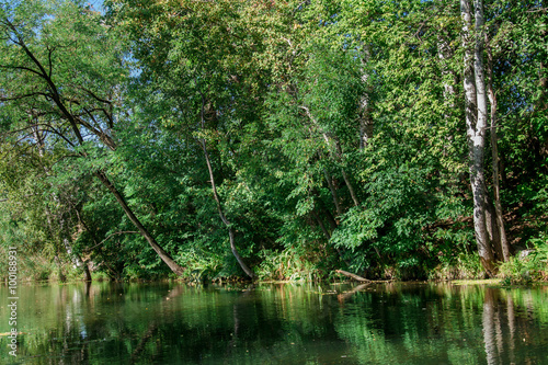 River among the trees