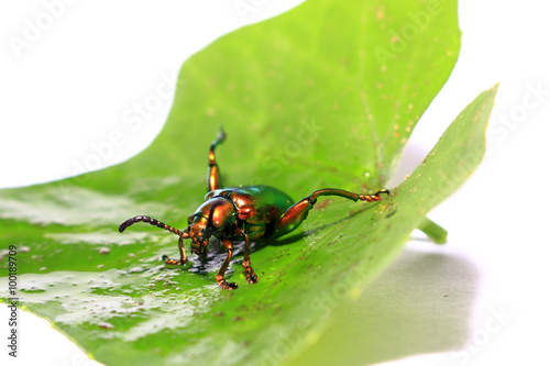 sagra buqueti, insect beetle and green leaves isolated on white photo