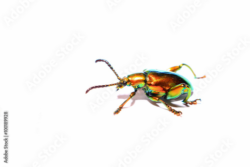 sagra buqueti, insect beetle isolated on white background