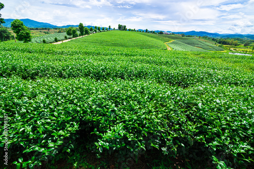 Tea fields on mountain