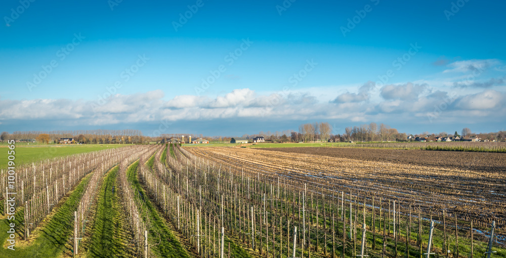 Modern apple orchard at the beginning of the winter season