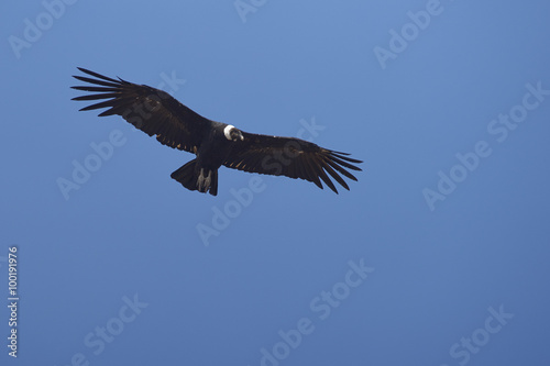 Adult wild Andean Condor  Condor Vultur gryphus  flying against a clear blue sky in the Andes Mountains near Santiago in Chile.