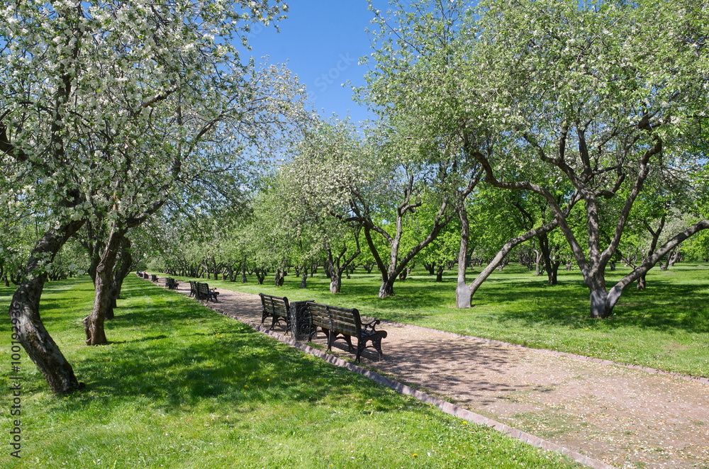 Blooming Apple trees in Kolomenskoye Park, Moscow, Russia Blooming Apple trees in Kolomenskoye Park, Moscow, Russia