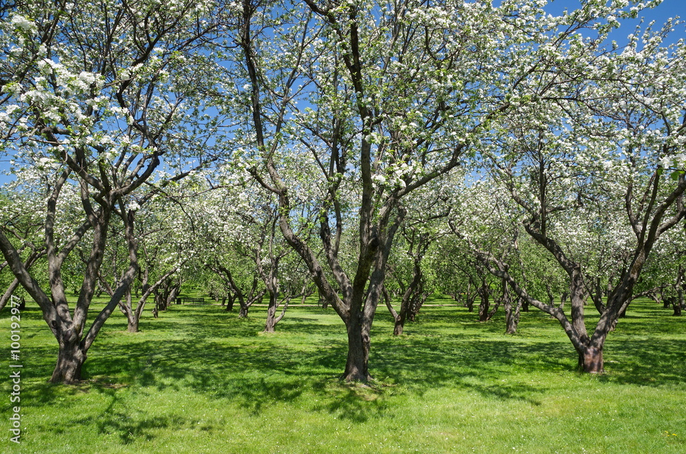 Blooming Apple trees in spring garden