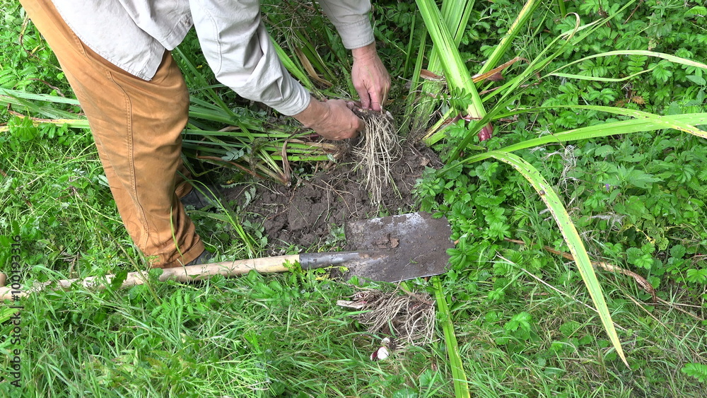 Gardener herbalist digging up fresh medical Acorus Calamus roots by the dried pond on summer's day, 4K