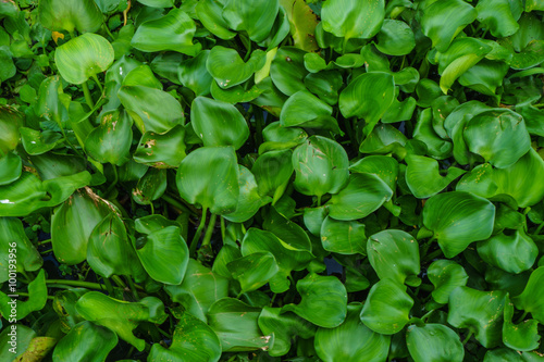 Wallpaper Mural Water hyacinth  along the canal Torontodigital.ca