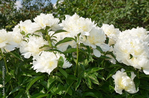 Blooming peony flowers 
