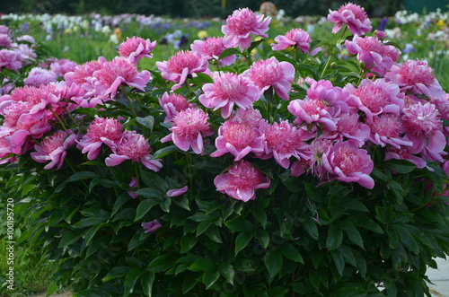 Beautiful peony flowers 