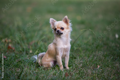 chihuahua