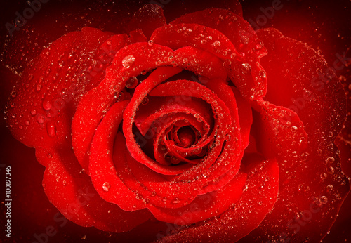 Fototapeta Naklejka Na Ścianę i Meble -  Red rose flower with water drops