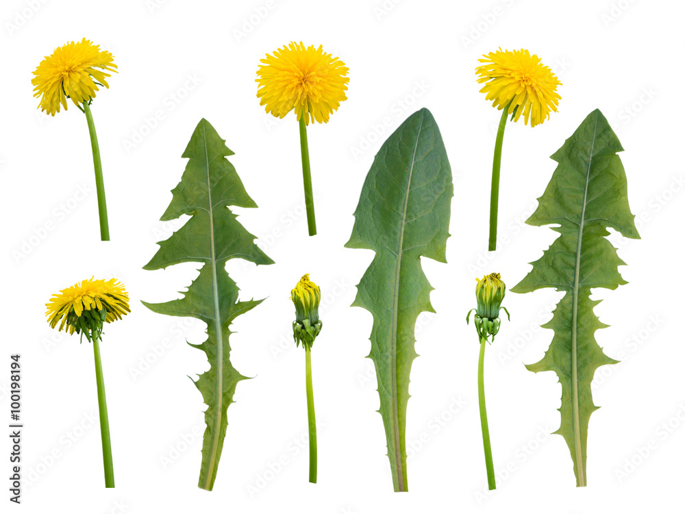 Obraz premium Kwiaty mniszka lekarskiego, pąki i liście