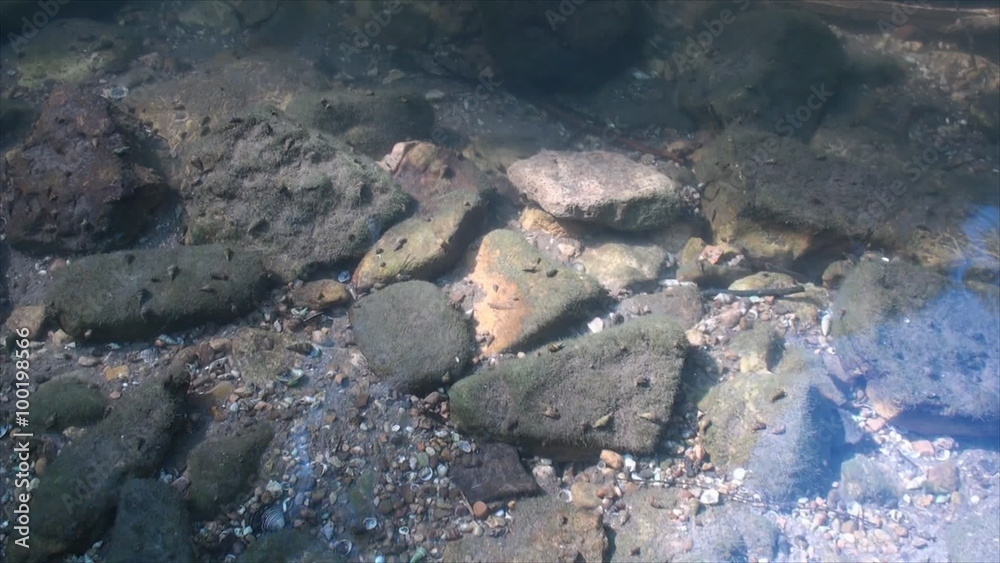 Snails on the rocks in shallow river 2