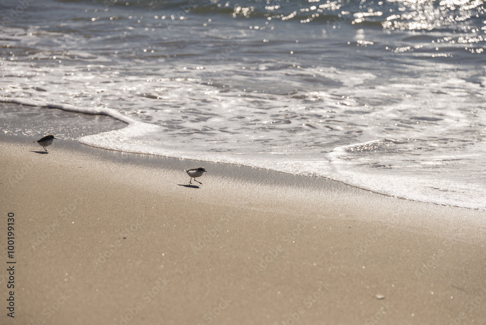 Sand piper