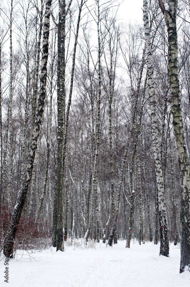 Fototapeta premium Forest covered with snow