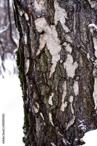 Fototapeta Naklejka Na Ścianę i Meble -  Birch bark close-up