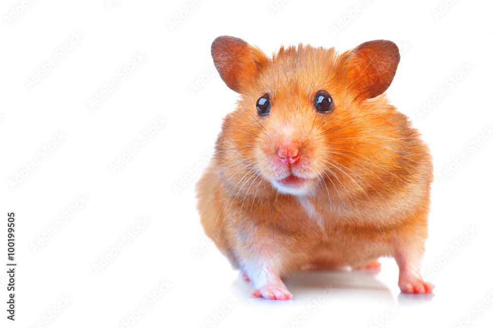 Hamster. Cute pet isolated on a white background Hamster. Cute pet isolated on a white background