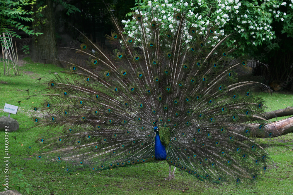 Obraz premium Pfauenfedern