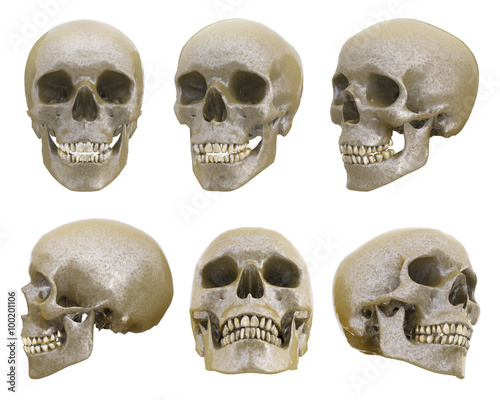 Human skull from different angles
