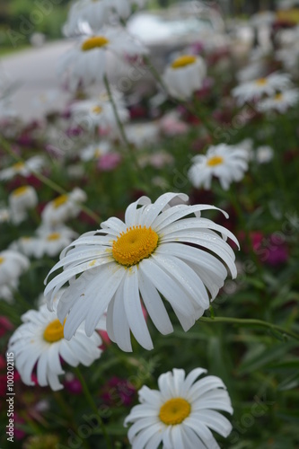 white daisy