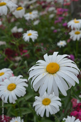 white daisy