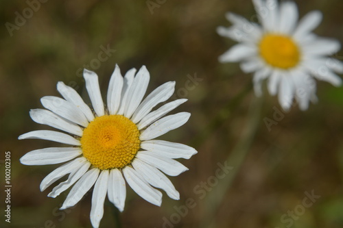 white daisy