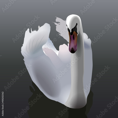 Elegant white Swan swimming on water