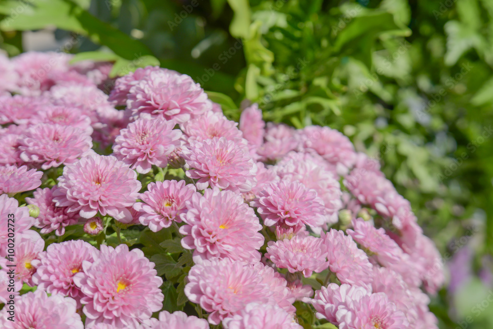Purple chrysanthemum,Blur background. Purple chrysanthemum,Blur background.