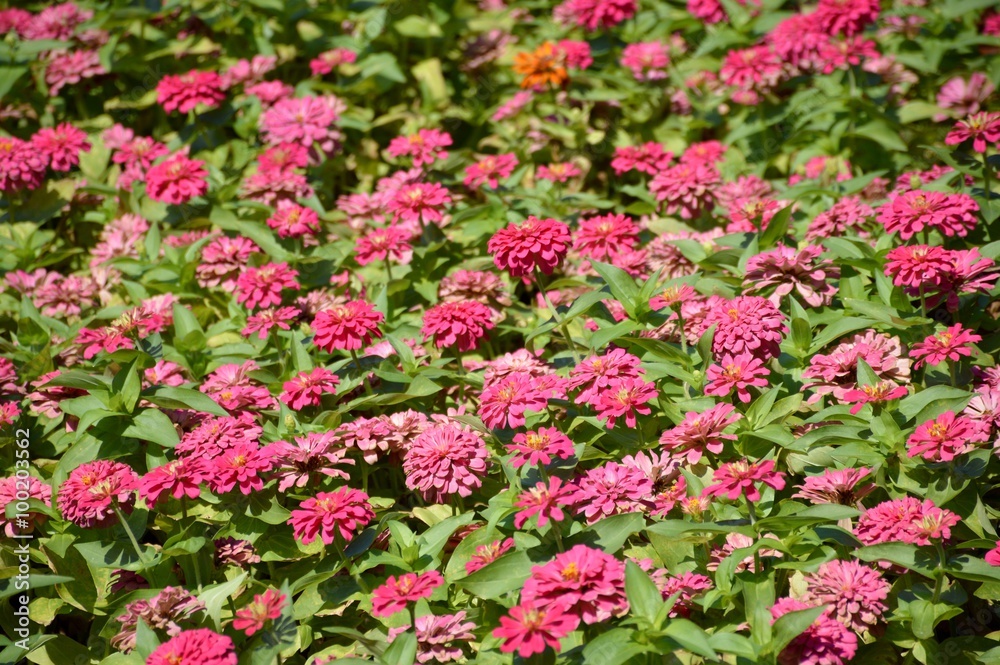 pink zinnia flower in nature garden