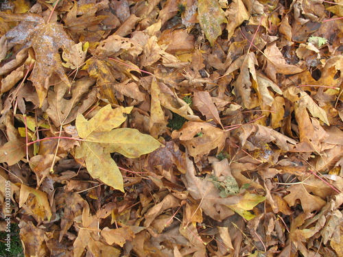 Fall leaves