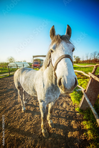 Horse at ranch.