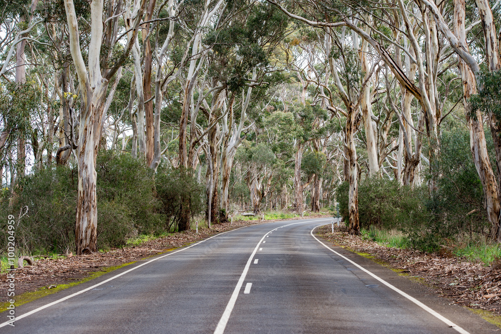 Obraz premium południowa australia droga w lesie eukaliptusowym