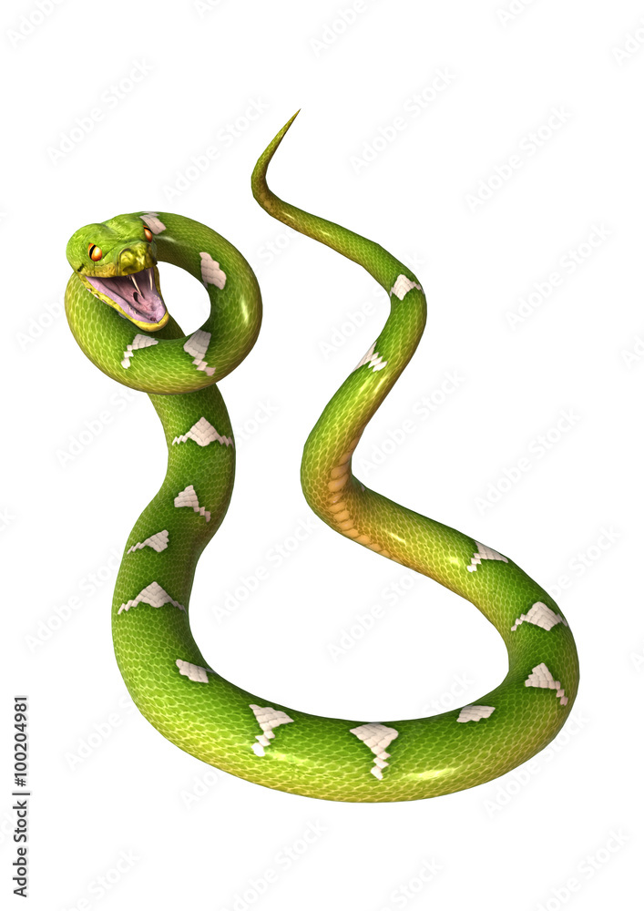 Green Tree Python on White Green Tree Python on White