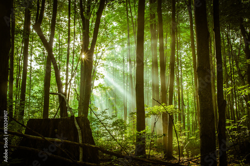 Fototapeta Naklejka Na Ścianę i Meble -  Promise Of A New Day. Sunbeams illuminate  the dark forest as a new day dawns.